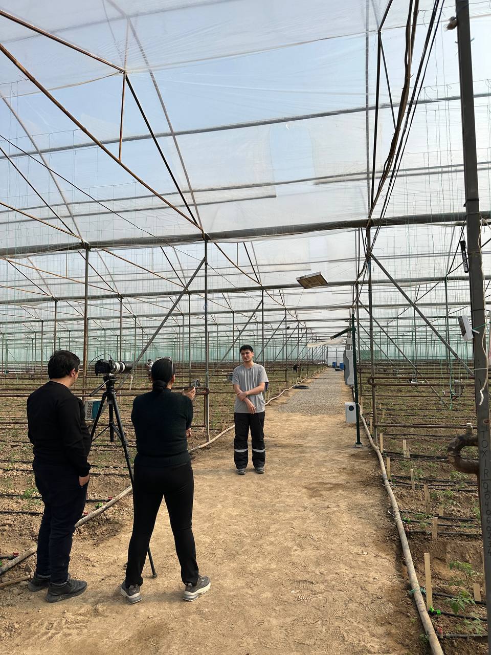 GOZANLINK in greenhouse