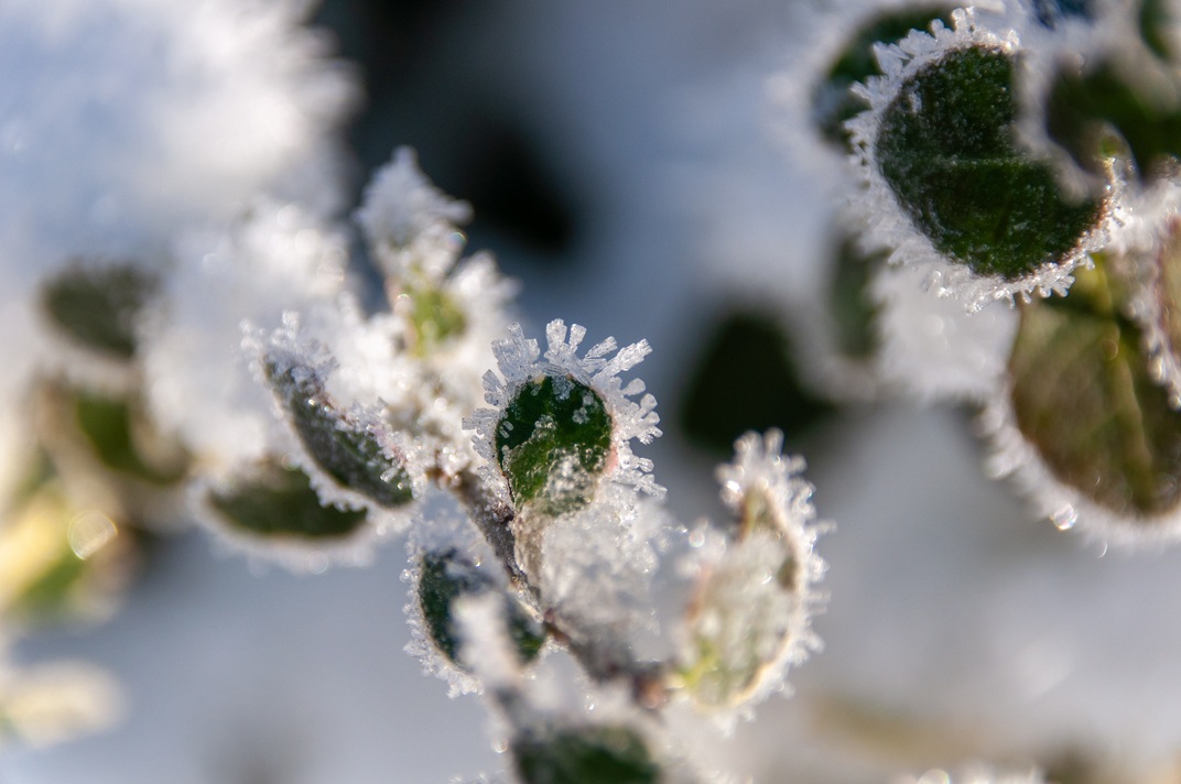 Ҳарорат экстремаллари