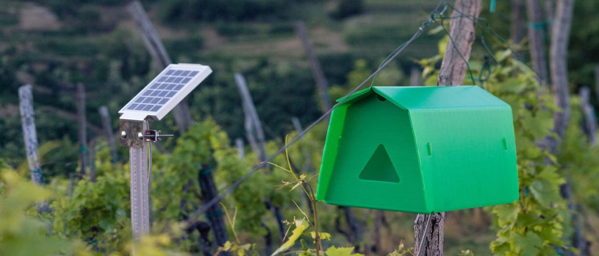 JAYHUN TRAP in field