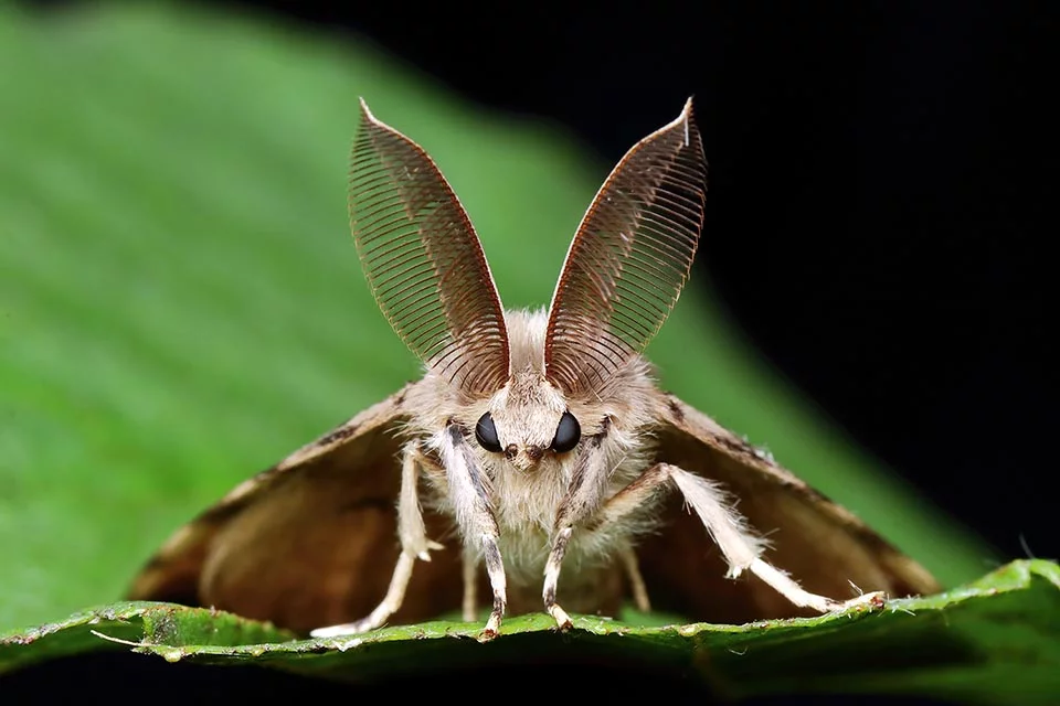 Тут ипак куртиси