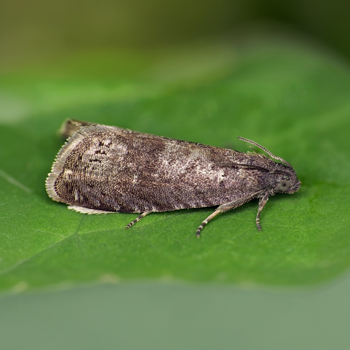 Олхўри мева куяси