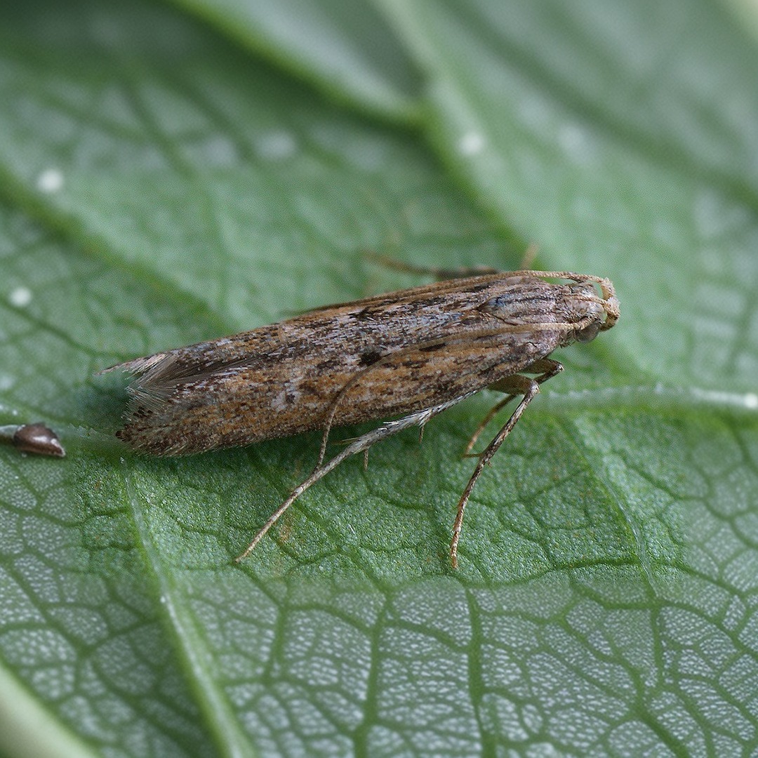 Картошка тугунак куяси