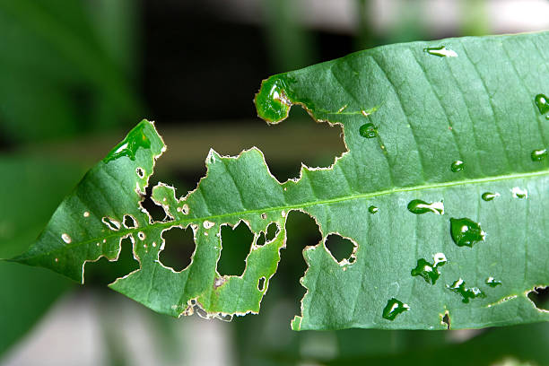 Экин зарари